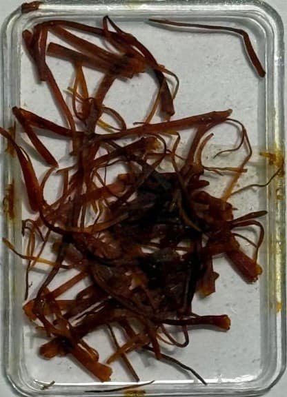 Kashmiri Saffron (Kesar) 1 gram